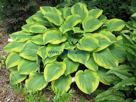 Купить хосту Клаймакс в интернет-магазине Анны Калугиной. Фото ...