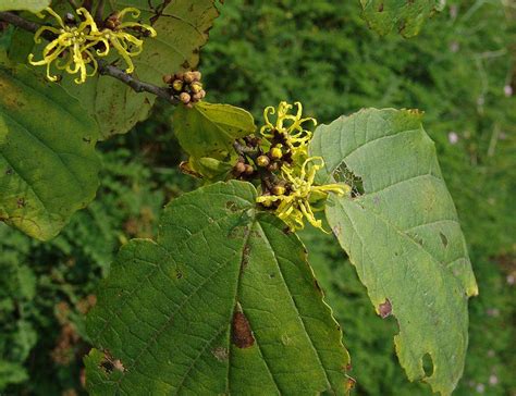 Hamamelis Virginiana