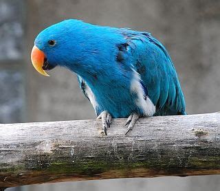 Eclectus Parrot Mutations