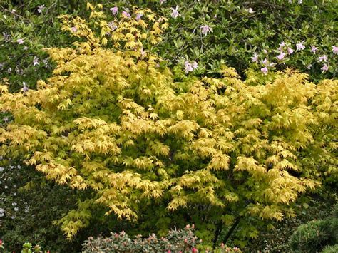 Fächer Ahorn Orange Dream Acer Palmatum Orange Dream Baumschule