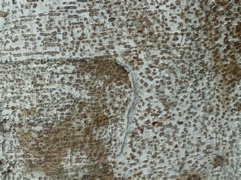 Close Up of the Bark of an Old Banyan Tree Stock Image - Image of ...