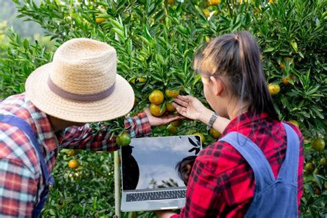 Settore Ortofrutta In Italia Panoramica E Focus Su Digitalizzazione