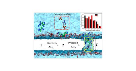 All Factor Analysis And Correlations On The Transmembrane Process For