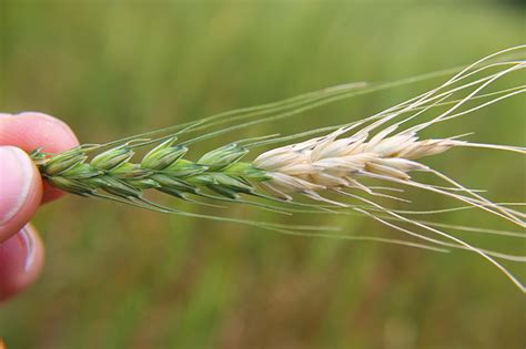 Effects Of Climate On The Management Of Fusarium Head Blight In Wheat