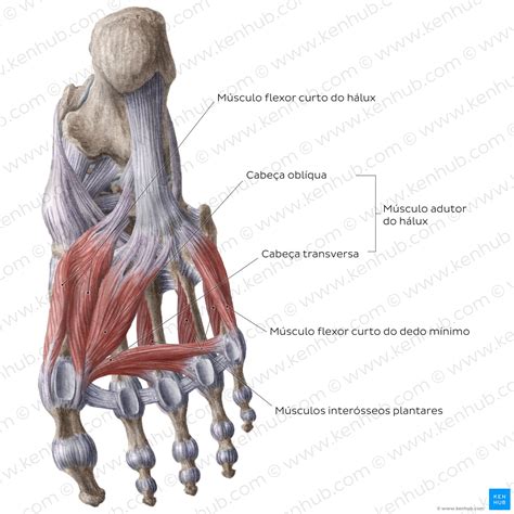 Anatomia do membro inferior: Ossos, músculos e nervos | Kenhub