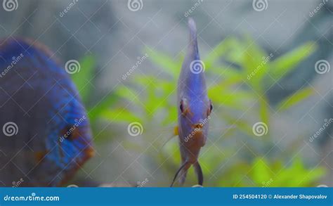 Beautiful View Of Blue Diamond Discus Fish Cichlid Swimming In Aquarium