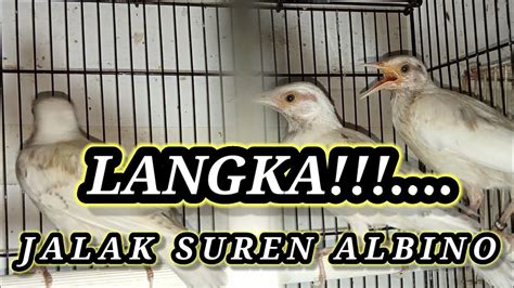 SPESIAL WEEKAND PASAR BURUNG PRAMUKA ADA BURUNG LANGKA DI KIOS SIGIT