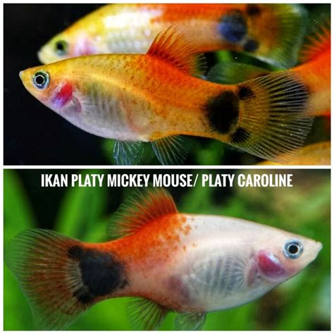 Jual IKAN HIAS AIR TAWAR AQUASCAPE Platy Caroline Mickey Mouse Shopee