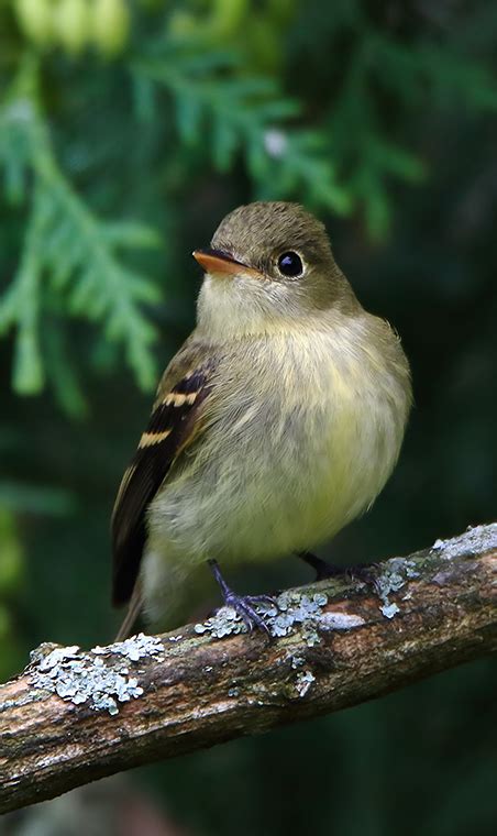 Yellow Bellied Flycatcher Minnesota Breeding Bird Atlas