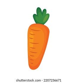 Fresh Carrot Vegetable Vector Cartoon Illustration Stock Vector