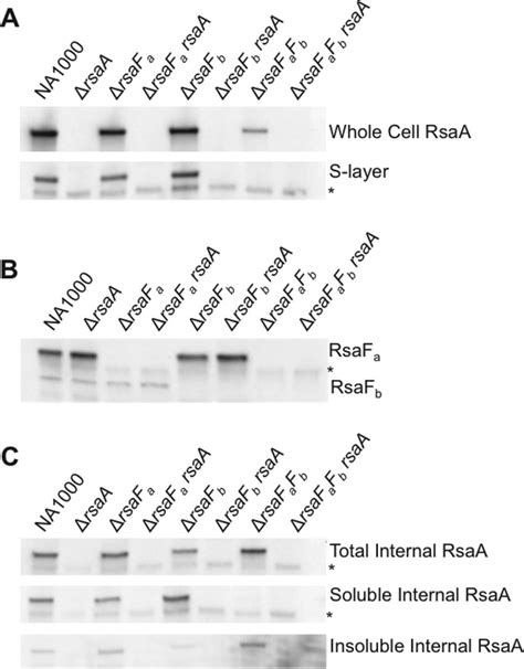 Western Blots Of C Crescentus Wild Type And RsaF Mutant Strains A