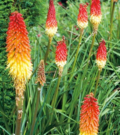 Giant Red Hot Poker Seeds | Kniphofia Nobilis | MonteGatta Farm