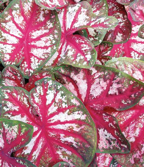 Proven Winners® New Caladium Collection Four Star Greenhouse