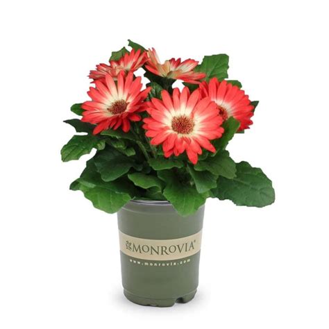 Monrovia 1 Quart Red Gerbera Daisy L3114 At