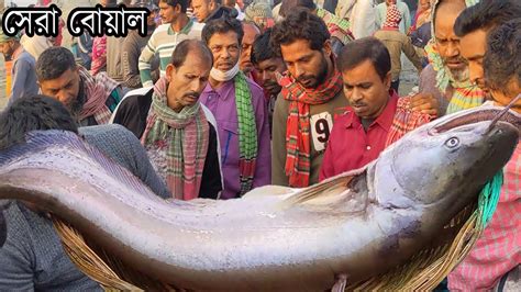 পদ্মার সবচেয়ে বড় বড় সাইজের বোয়াল মাছ চলে আসলো মৈনট ঘাটে দেখুন