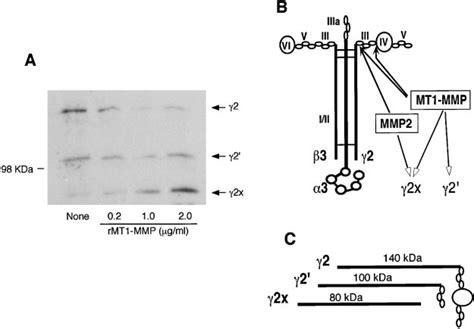 Cleavage Of Ln 5 By Mt1 Mmp A Ln 5 1 G Was Treated With