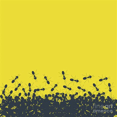 Colony Of Ants Photograph by Art4stock/science Photo Library | Pixels