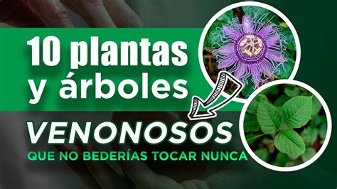 MORIRAS Si Tocas Estas PLANTAS Las 10 PLANTAS Mas VENENOSAS Del MUNDO