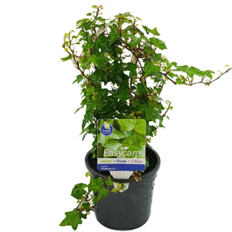 Hedera Helix Green 13cm Garden World Nursery