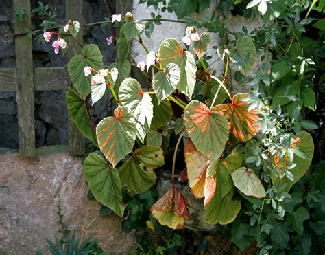 Bégonia Vivace Planter Et Cultiver Pagesjaunes