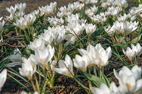 Crocus Biflorus Miss Vain Scotch Crocus