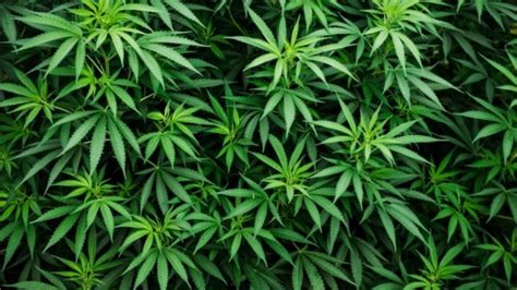 A Legaliza O Silenciosa Da Maconha Medicinal No Brasil Bbc News Brasil