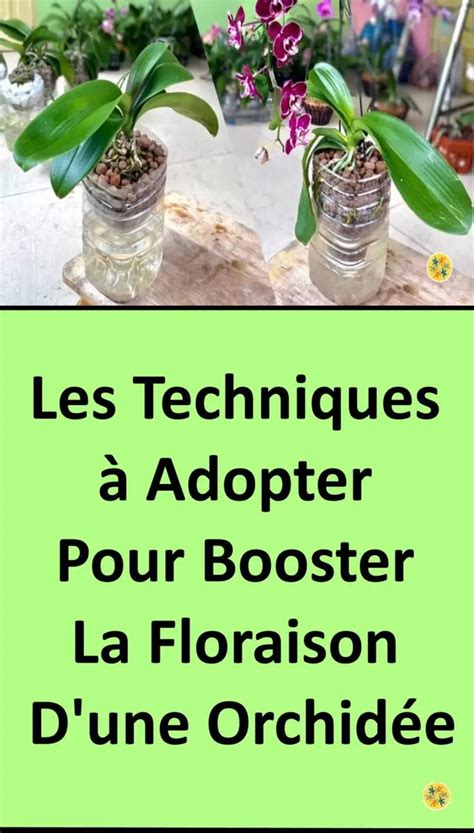 Astuces Pour Une Floraison D Orchid E Irr Prochable Soin Pour Les