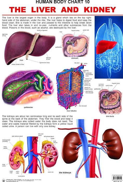 Human Body Chart 10 Liver and the Kidney [Poster] [Apr 25, 2012 ...