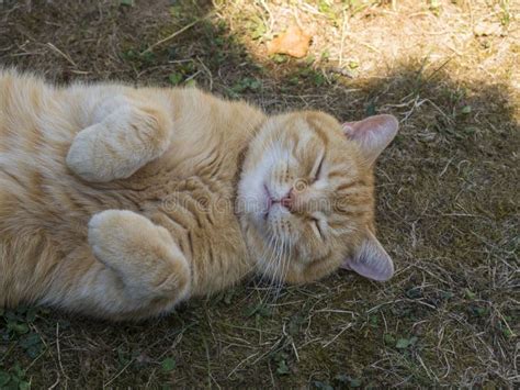 Domesticated Orange Tabby Cat Lying On Grasst Outside Yawning Paws Up