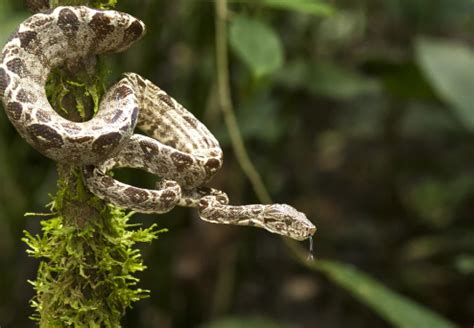 Exploring the Amazon Tree Boa: Facts, Behavior, and Habitat - Reptile Craze