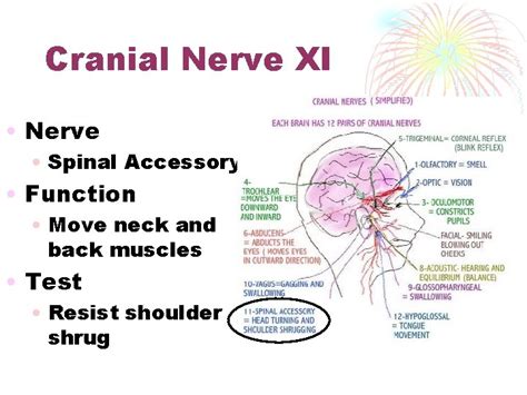 Cranial Nerves Health Occ Cranial Nerve I Nerve