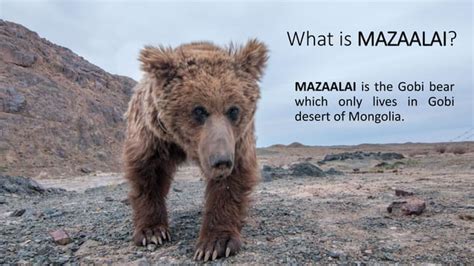 Gobi bear mazaalai | PPT