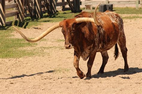 Texas Longhorn Holds Record for Largest Horn Span at Over 11 Feet!