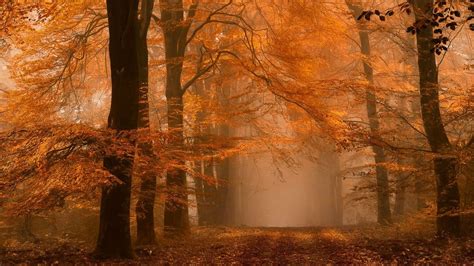 Fall Forest Wallpapers - 4k, HD Fall Forest Backgrounds on WallpaperBat