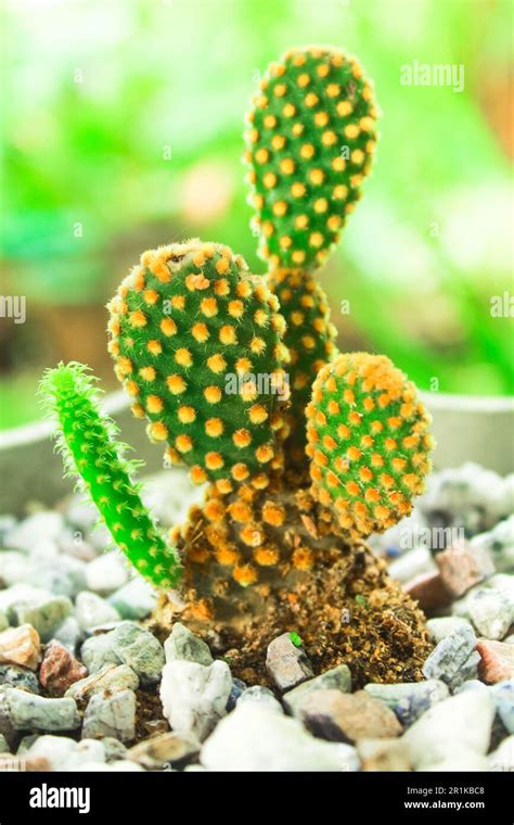 Beautiful Bunny Ears Cactus Plant In Blurred Background Opuntia