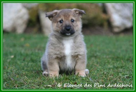 Elevage Des Pins Ard Chois Eleveur De Chiens Vallhund Su Dois Spitz