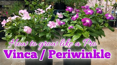 Growing Vinca Periwinkle In A Container Hybrid Vinca Plant Care