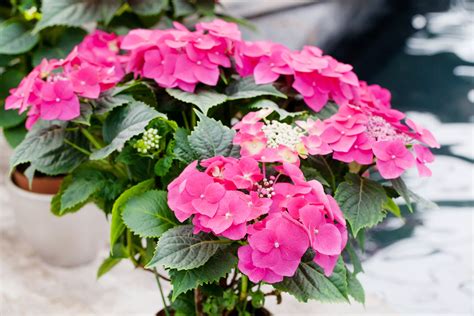 Hydrangea Macrophylla Bouquet Rose Bauernhortensie Bouquet Rose