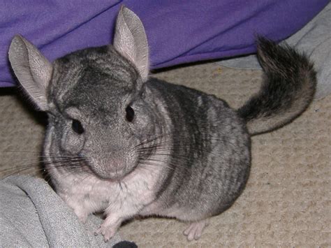 Chinchilla The Biggest Animals Kingdom