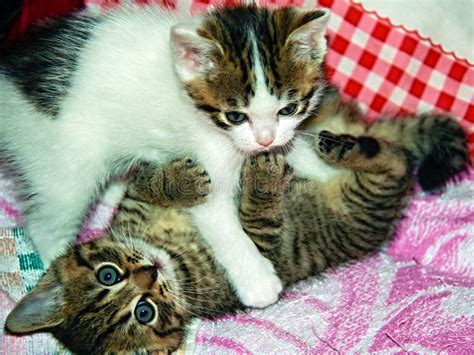 Playing Kittens stock photo. Image of tabby, kittens - 56648828