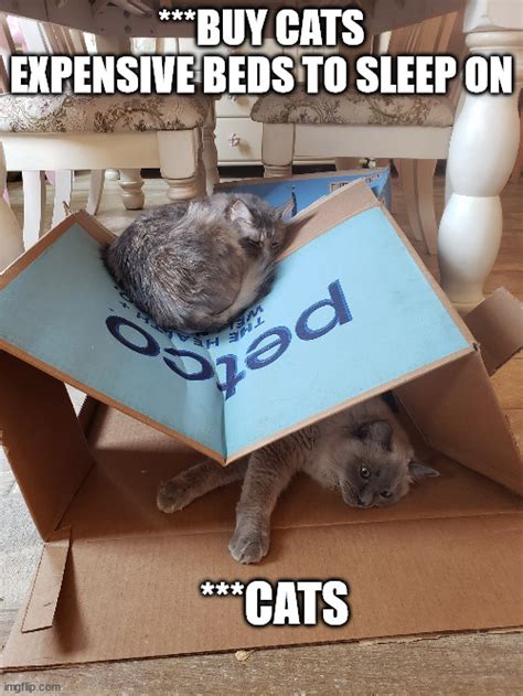 Cat Beds Imgflip