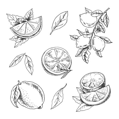 Vector Hand Drawn Lemon Set Whole Lemon Sliced Pieces Half Leaf And Branch Sketch Tropical