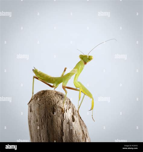 Green Praying Mantis Hi Res Stock Photography And Images Alamy