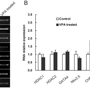 Functional Domains Of Hdac Hdac Proteins Schematic View Of The Human