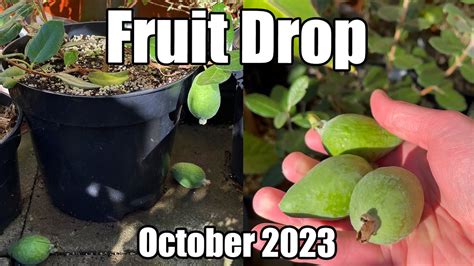 Pineapple Guava Feijoa Unique Fruit Drop October Youtube