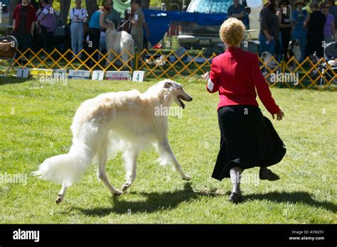 Borzoi Walking Hi Res Stock Photography And Images Alamy