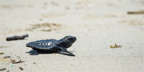 A Sea Turtle Sanctuary | Turtle Conservation in Bali