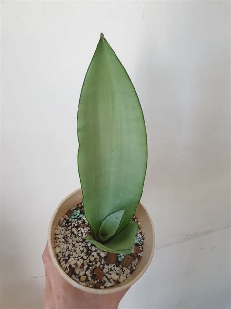 Sansevieria Moonshine Furniture Home Living Gardening Plants