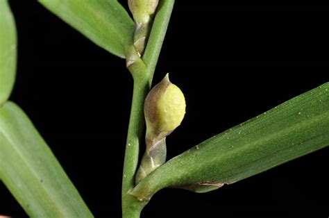 Pothos Scandens Araceae Image At Phytoimages Siu Edu