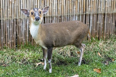 Reeves's Muntjac - Potawatomi Zoo